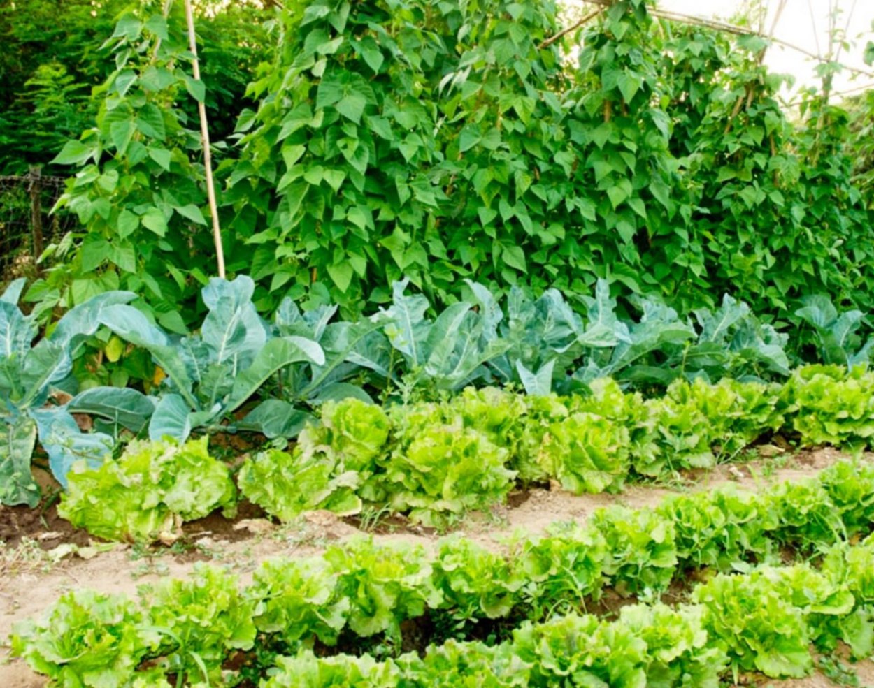 Совместные посадки овощей