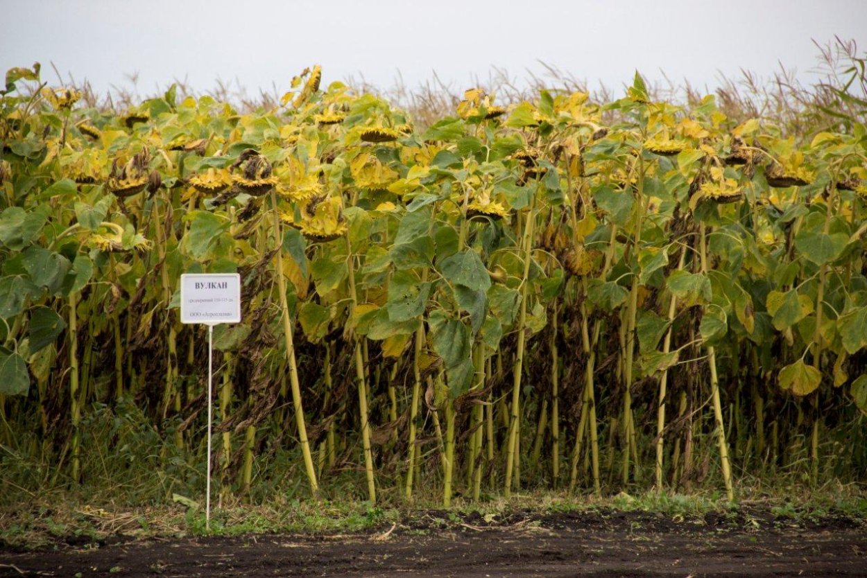 Технология подсолнечника