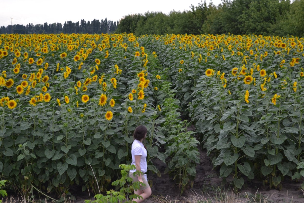 Strip-till на подсолнечнике