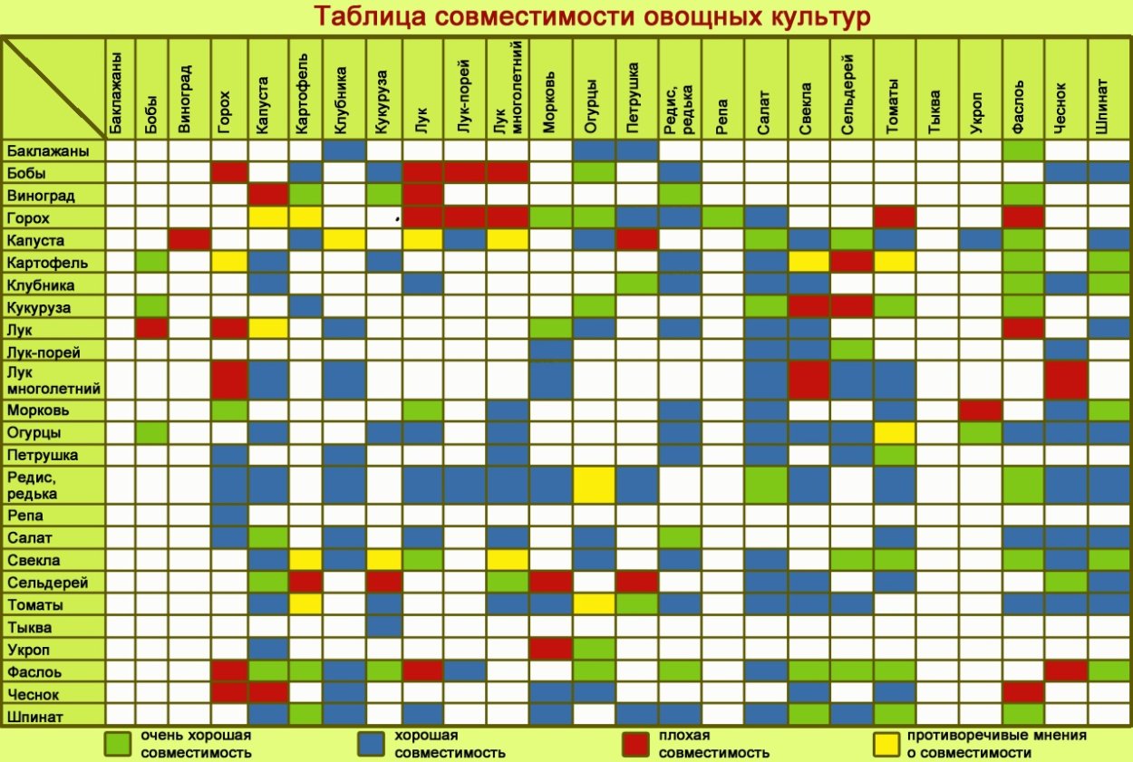 Таблица совместимости посадок овощных культур