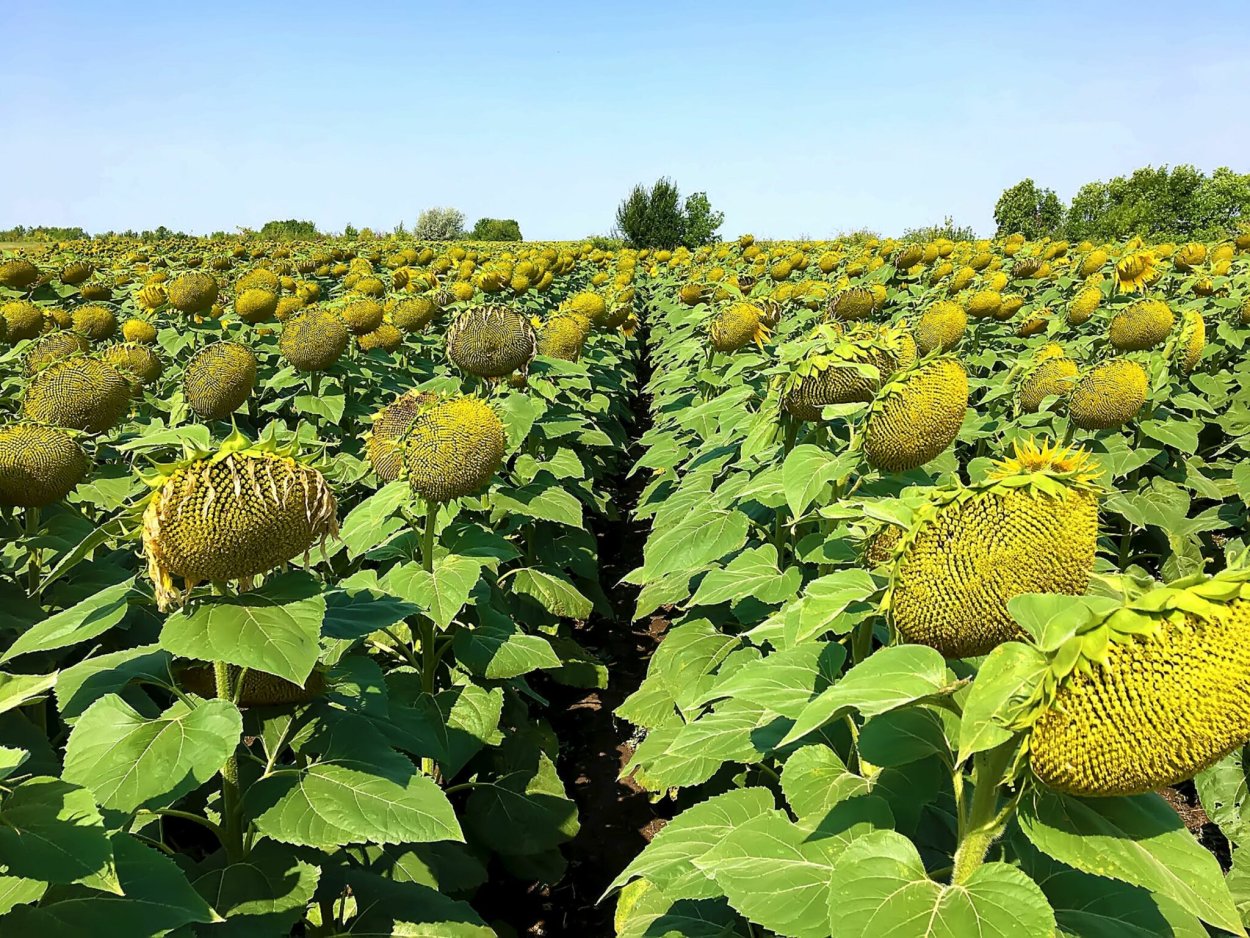 Семена подсолнечника Clearfield