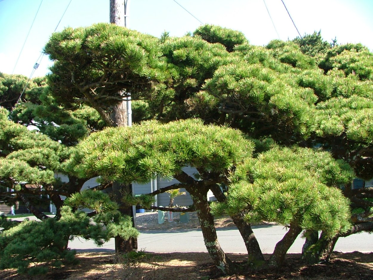 Сосна Горная бонсай ниваки