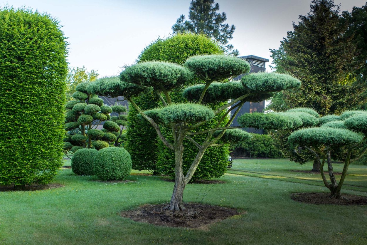 Туя Брабант ниваки