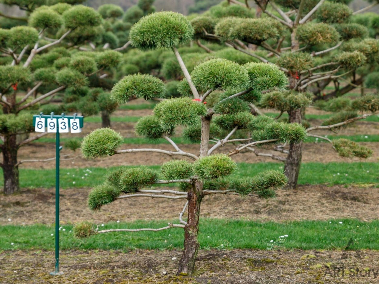 Кедровая сосна ниваки