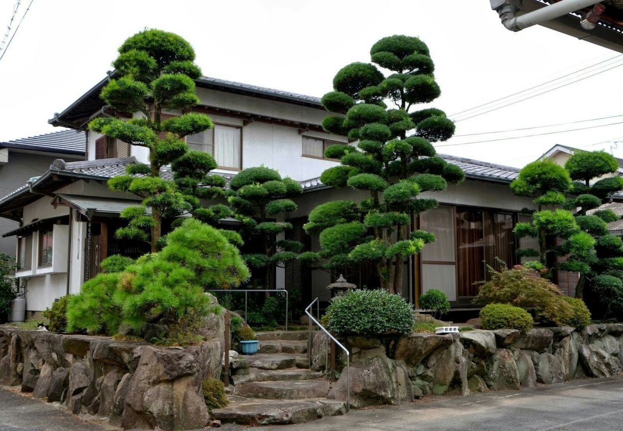 Сосна Горная Мугус ниваки