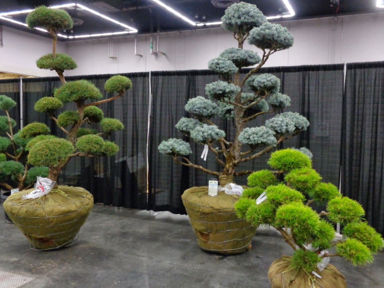 Бузина ниваки