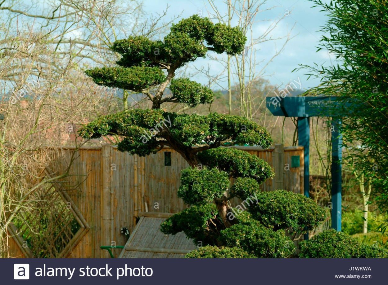 Сосна Горная Мугус ниваки