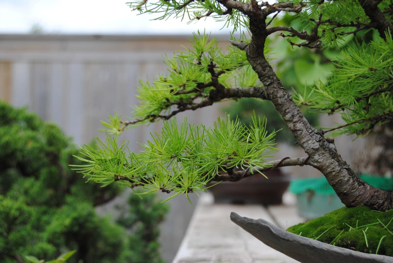 Живая изгородь пузыреплодник и дерен