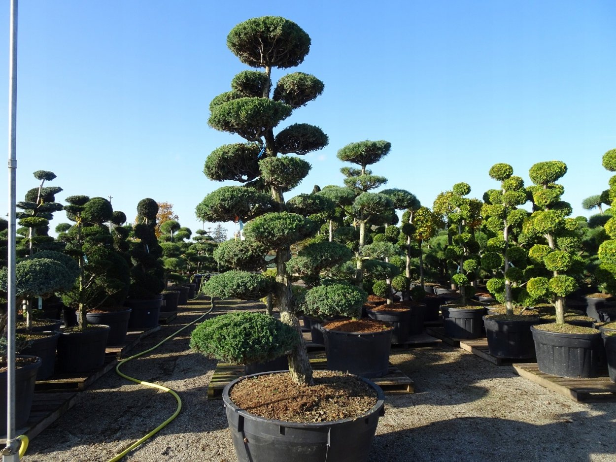 Сосна ниваки рокарий