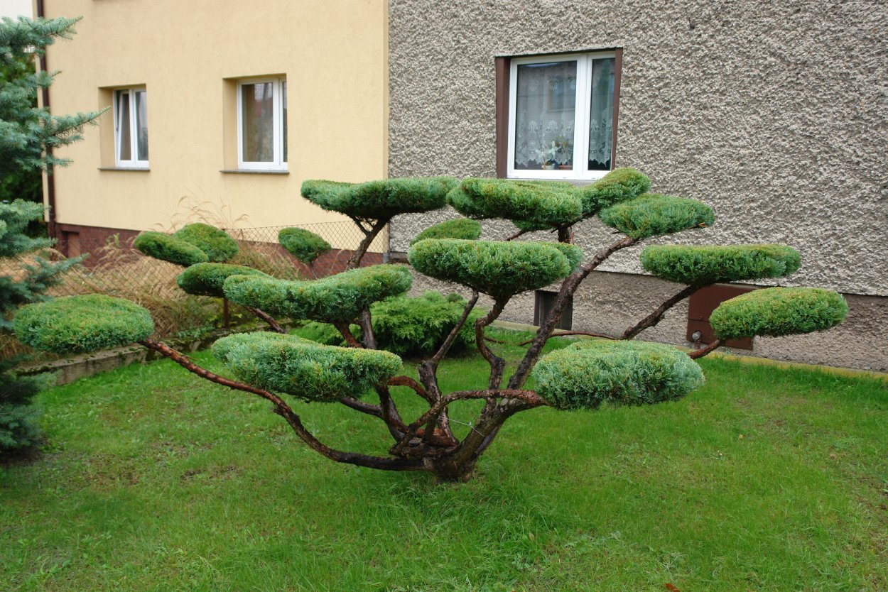 Дерен белый ниваки