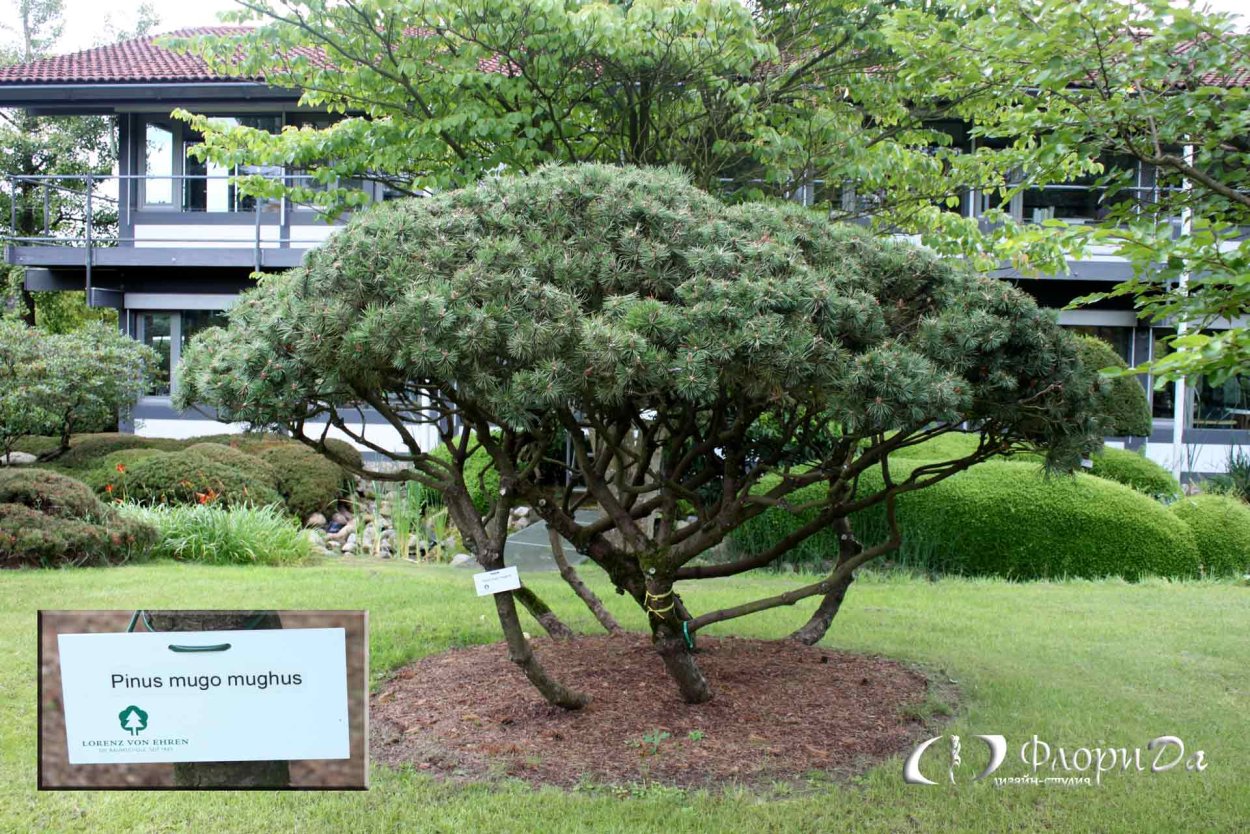 Сосна ниваки Япония