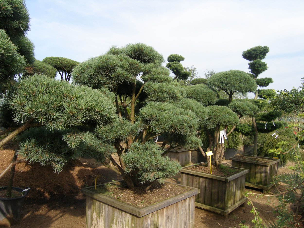 Туя Смарагд подстрижена