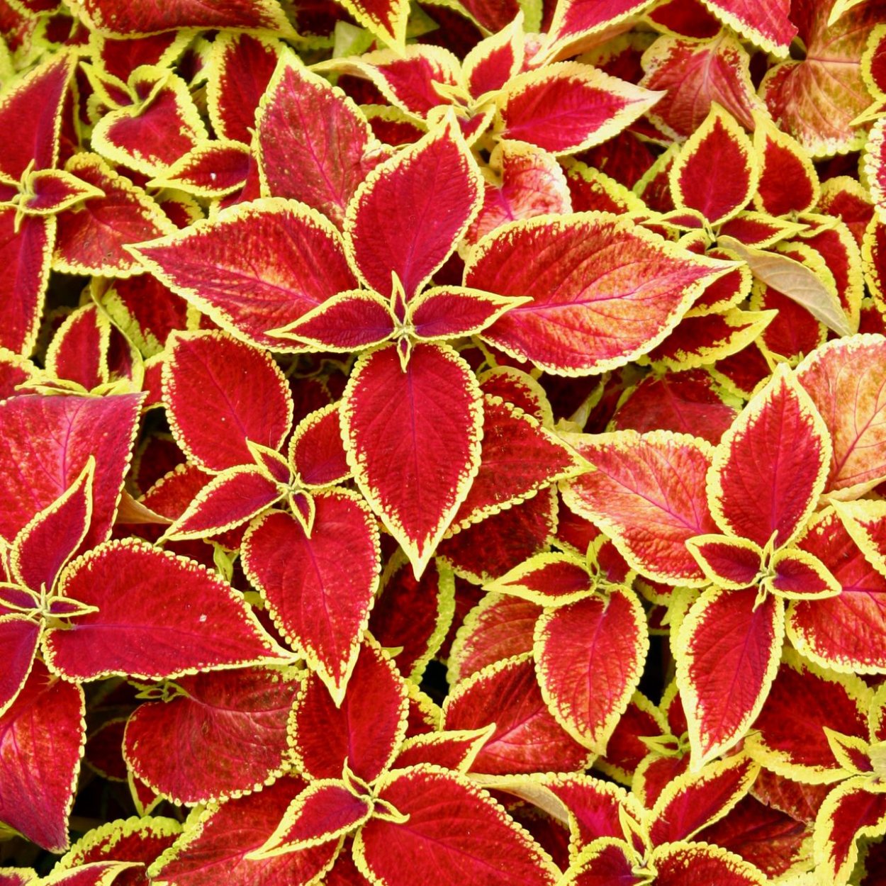 Колеус Cracklin Rosie