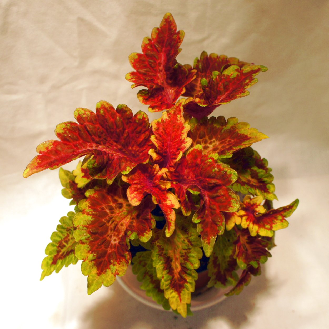 Колеус Конг Роуз