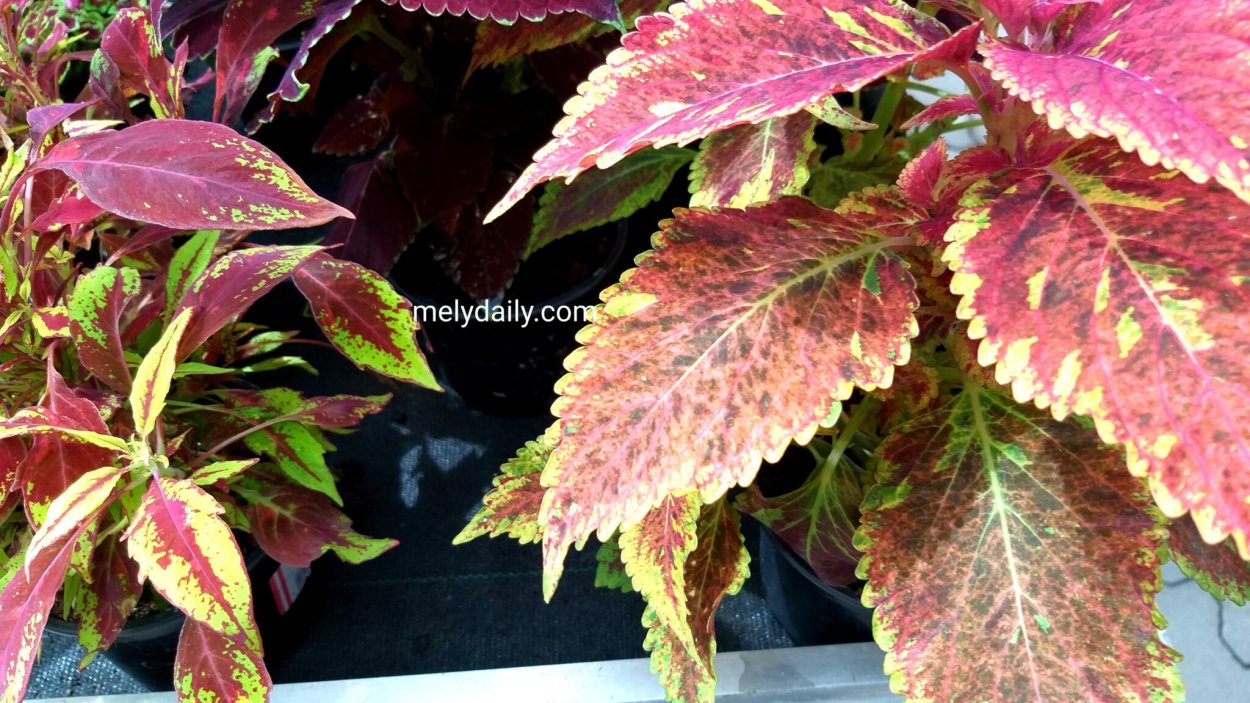 Колеус церинария