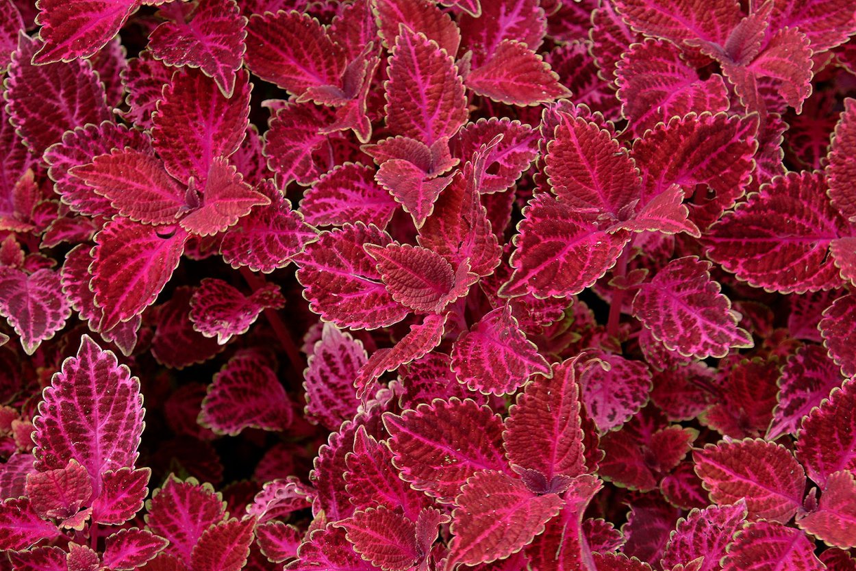 Колеус Кингвуд карнавал