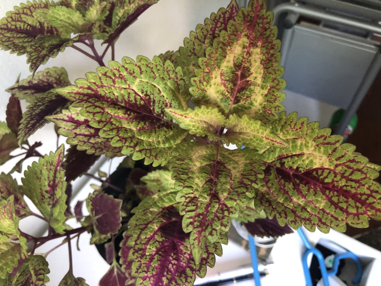 Колеус Solenostemon Jitters