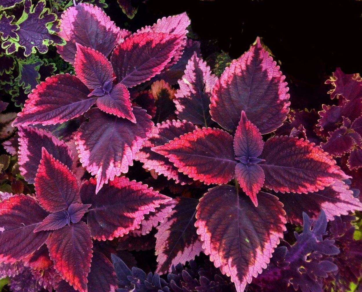 Колеус Aluston