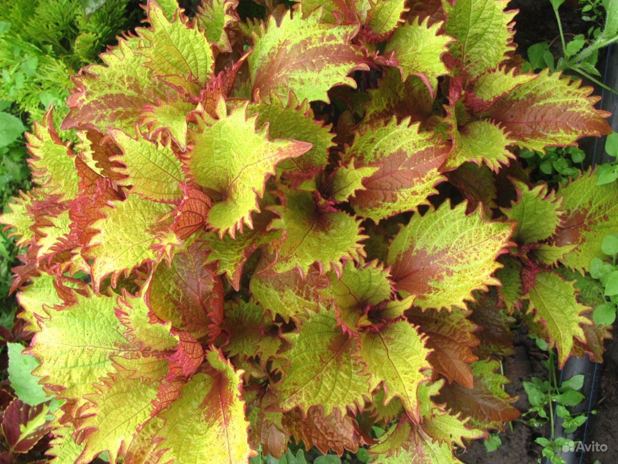 Колеус Эль Брайтон