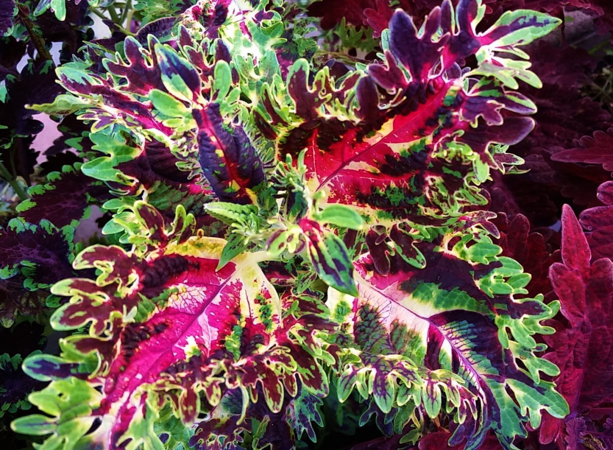 Колеус Кинг краб