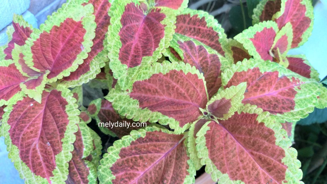 Колеус Блюме Блэк дракон