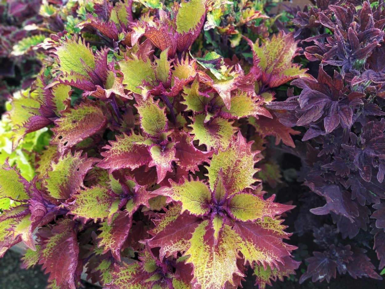 Колеус Морган Ле ФАУ