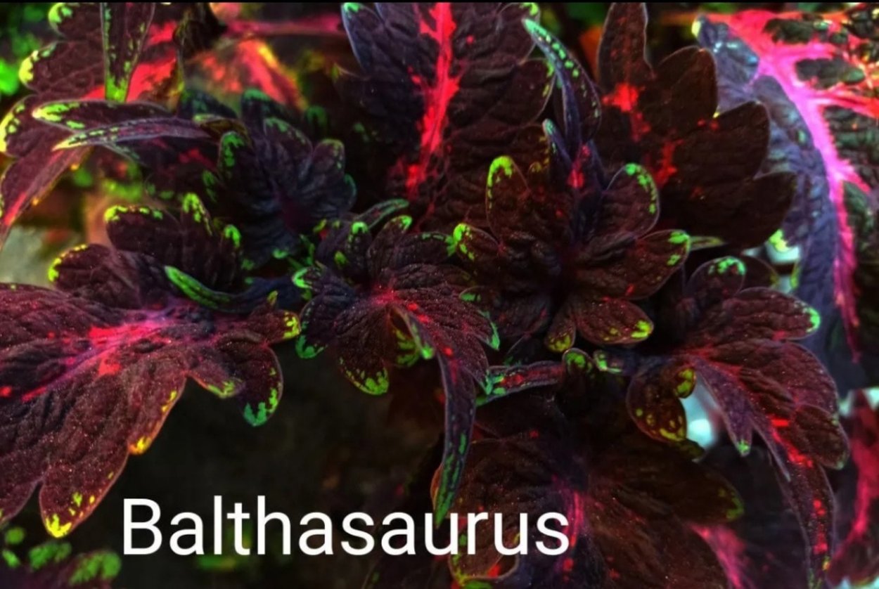 Plectranthus scutellarioides Вербена