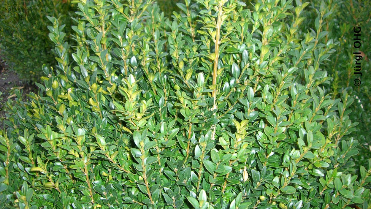 Вечнозеленый самшит пестрый