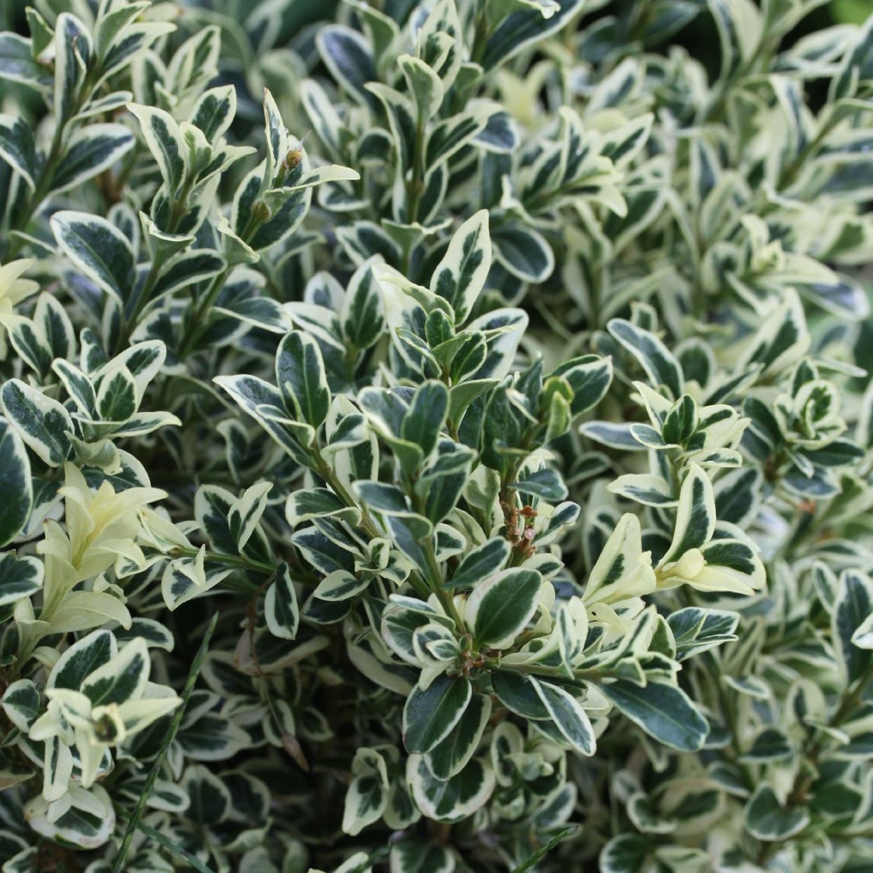 Самшит вечнозеленый Ауреовариегата