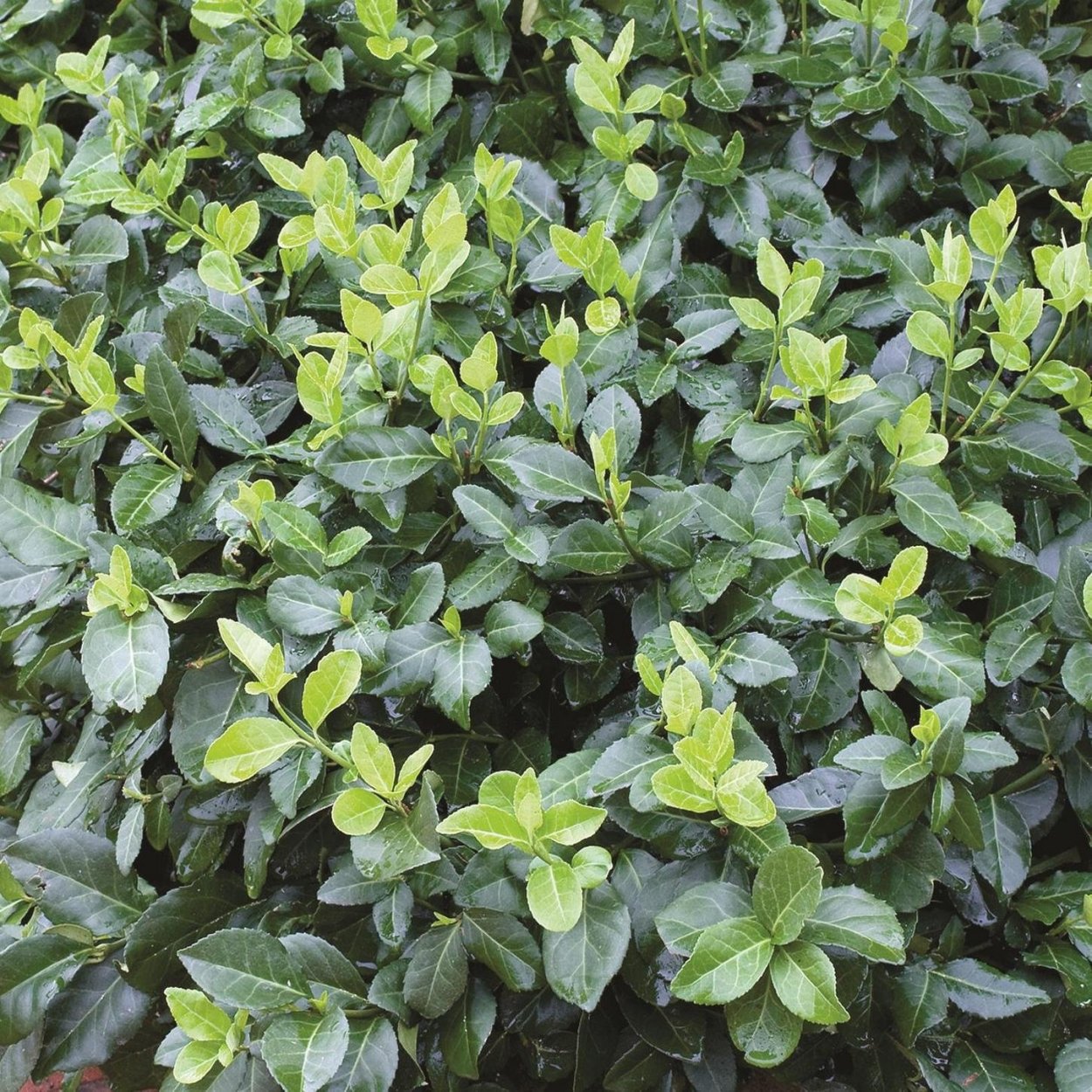 Бересклет Форчуна Колоратус