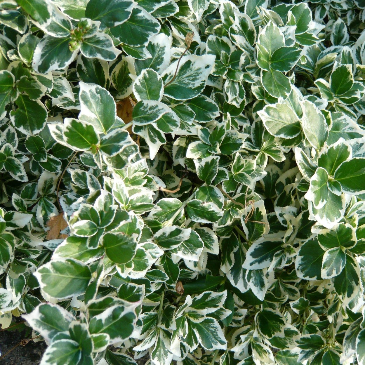 Бересклет Форчуна