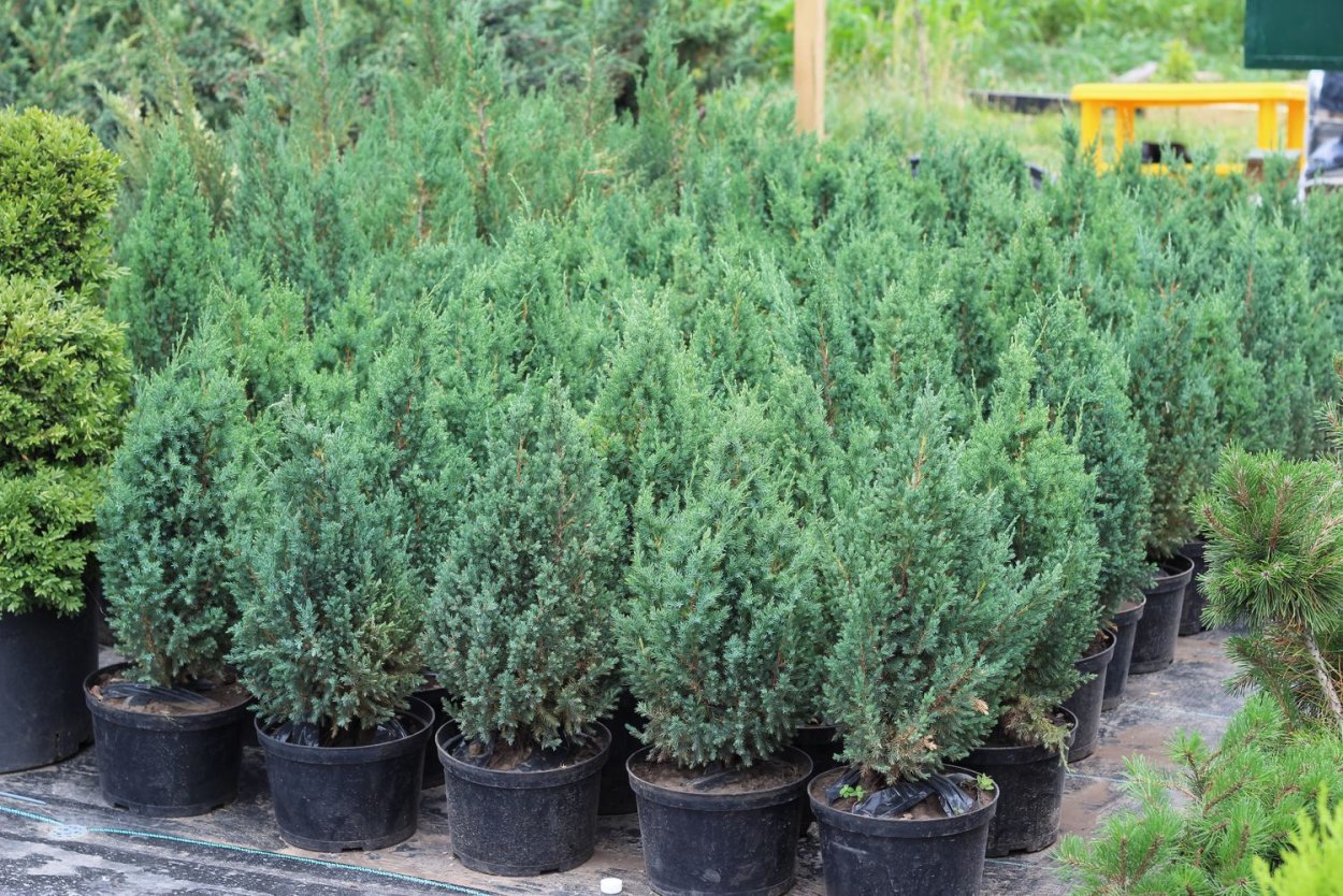 Вечнозелёные растения названия