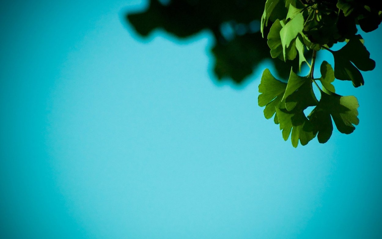 Обои листва