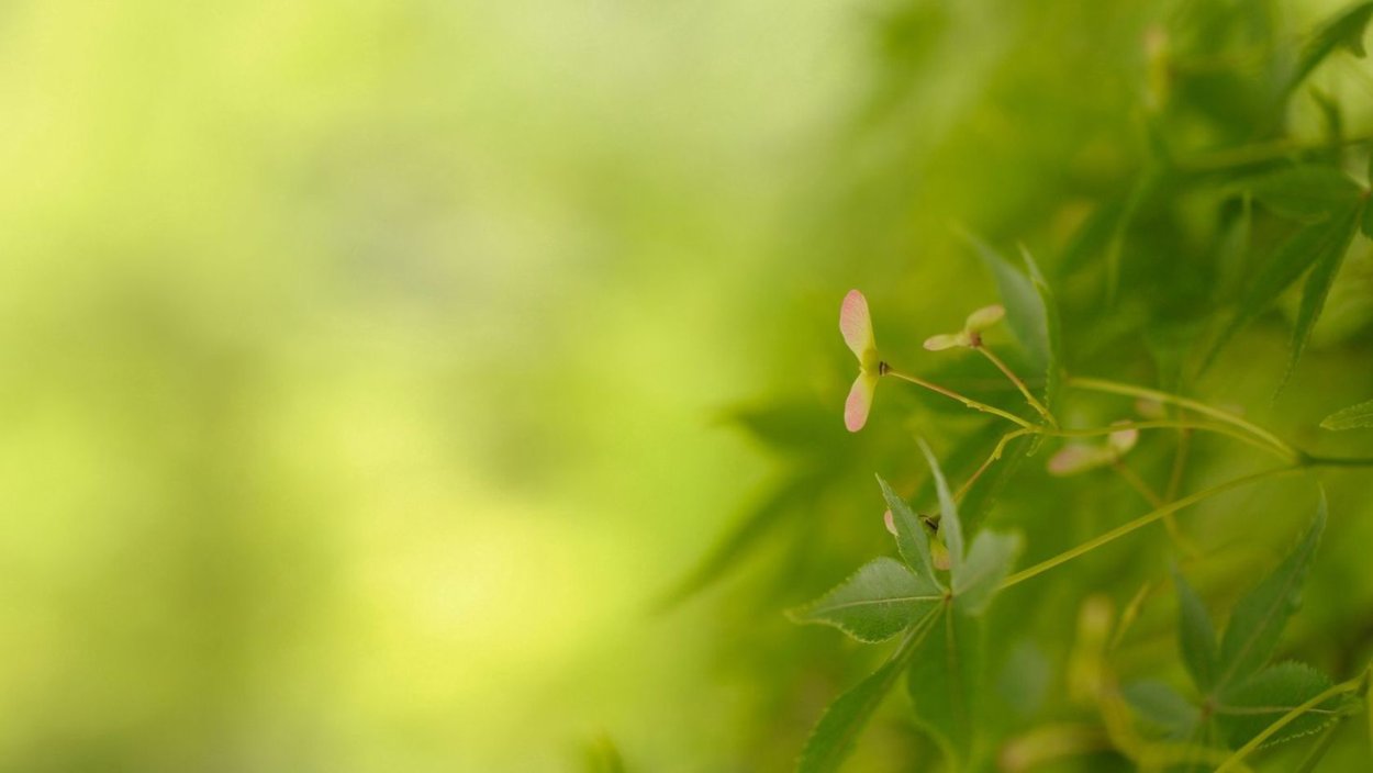 Зеленый фон