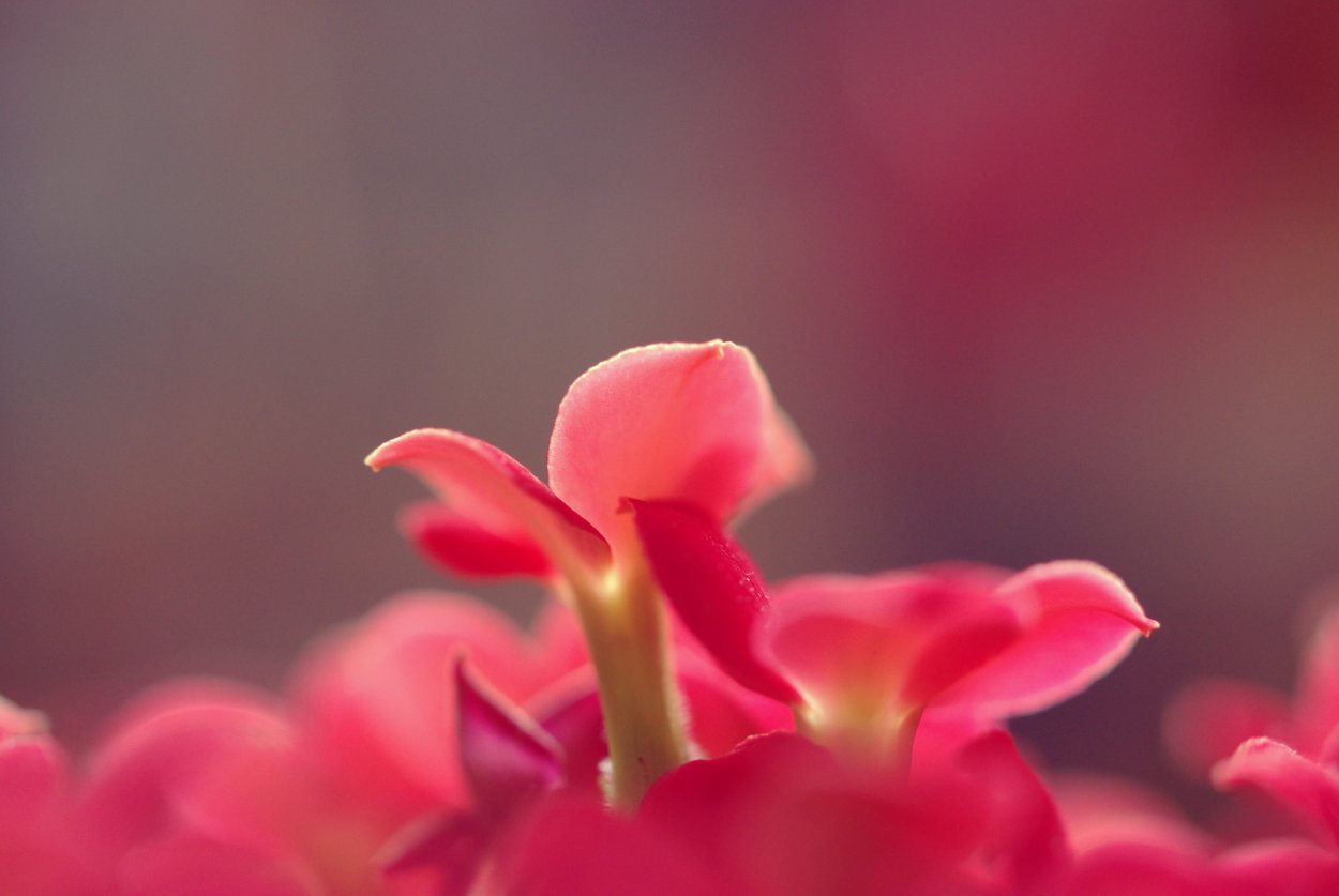 Цветы однотонные