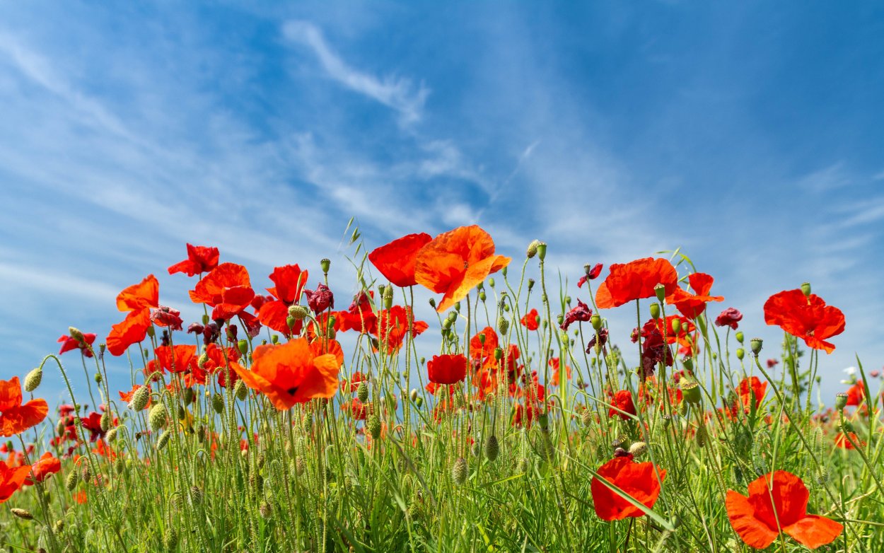 Маковые поля Кыргызстана