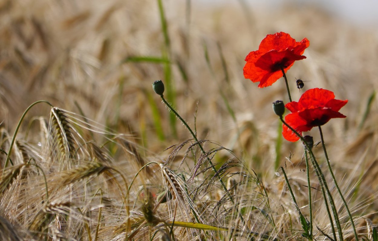 Маки в пшеничном поле