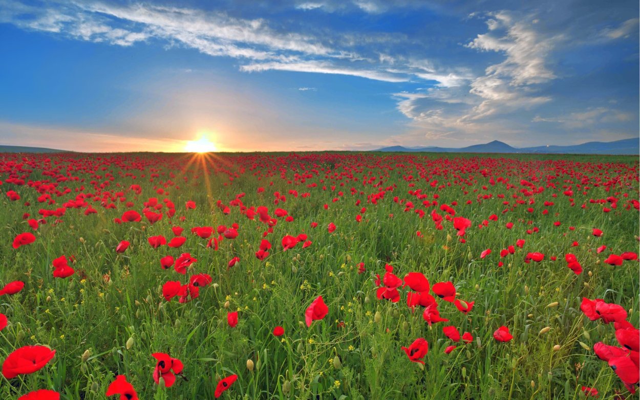 Широкое поле цветов