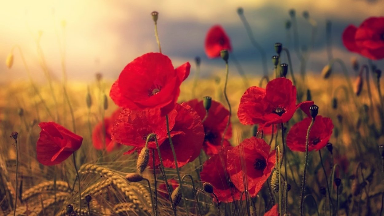 Клод Моне поле маков