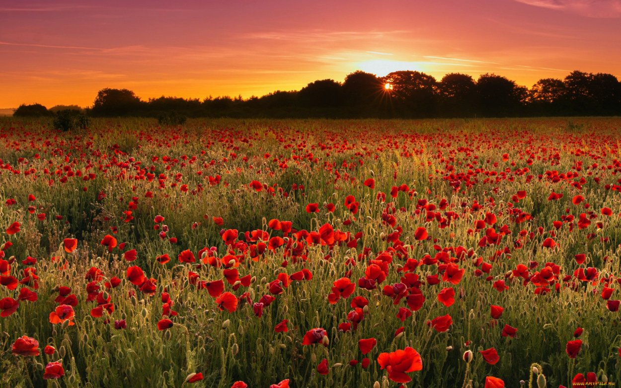 Поле цветов