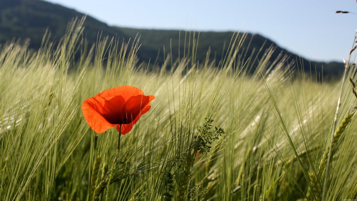 Красивое поле с маками