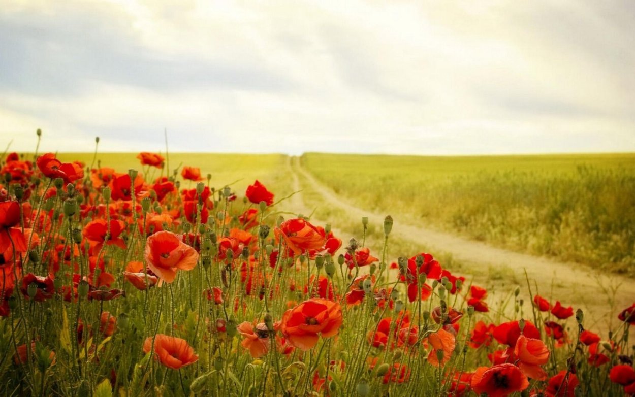 Поле из маков