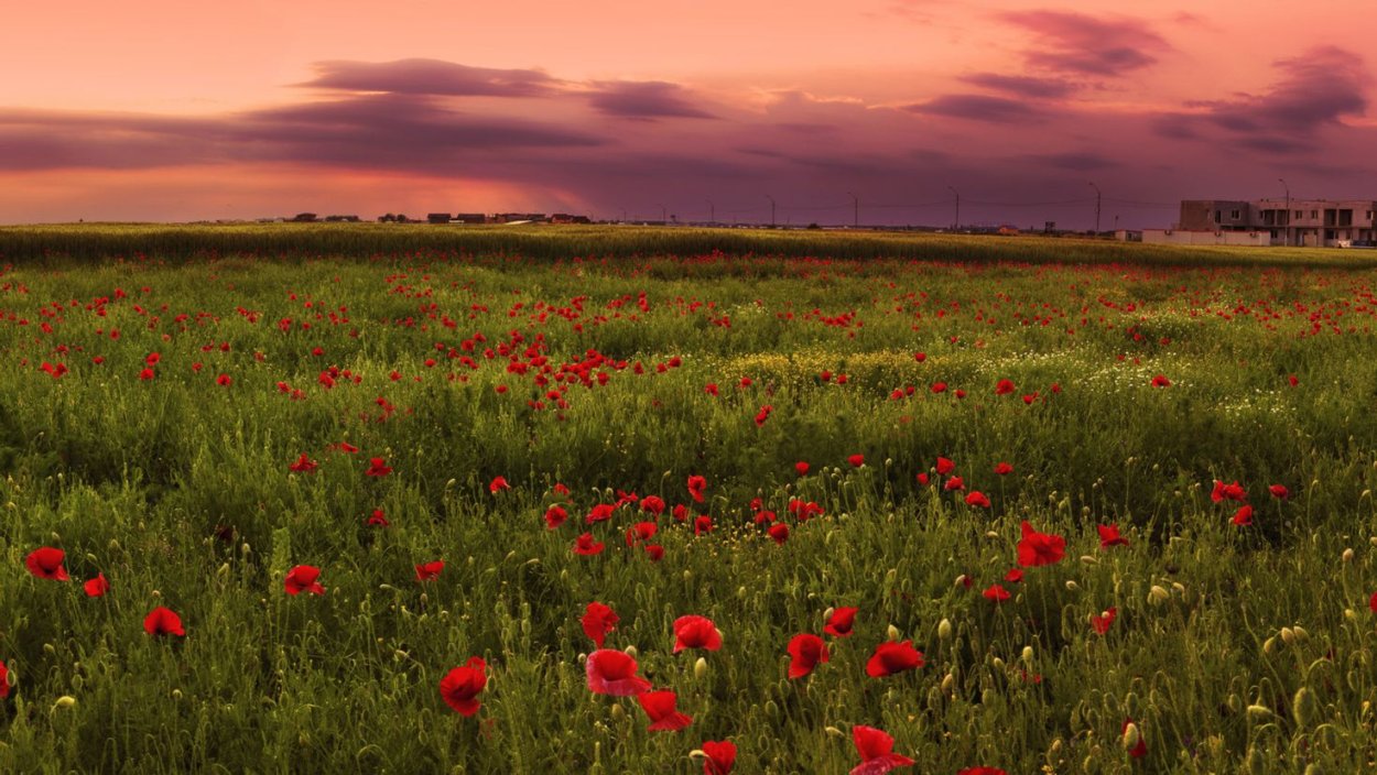 Ковыльная степь и пшеничное поле