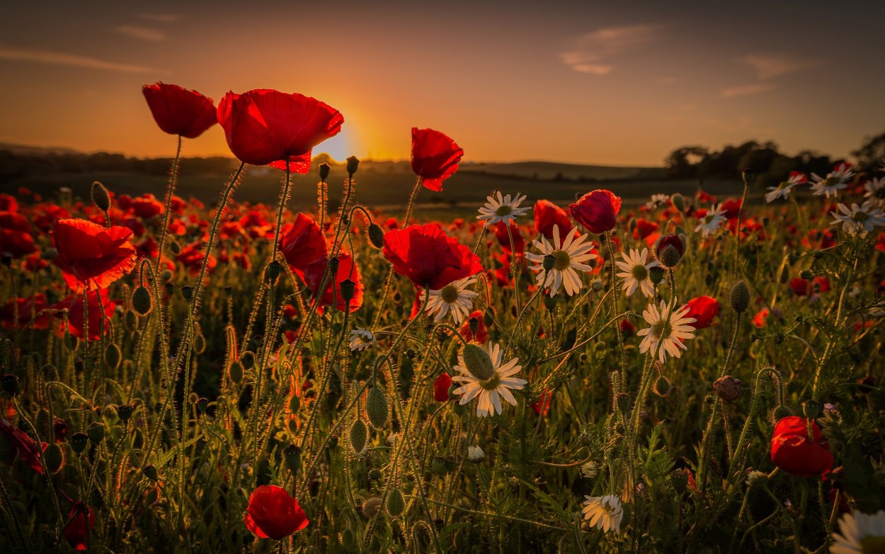 Маковые поля Верден