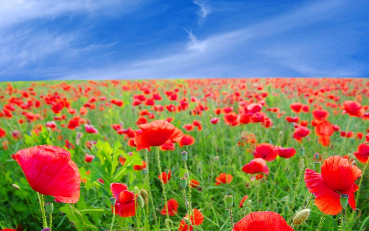 Красивые маки