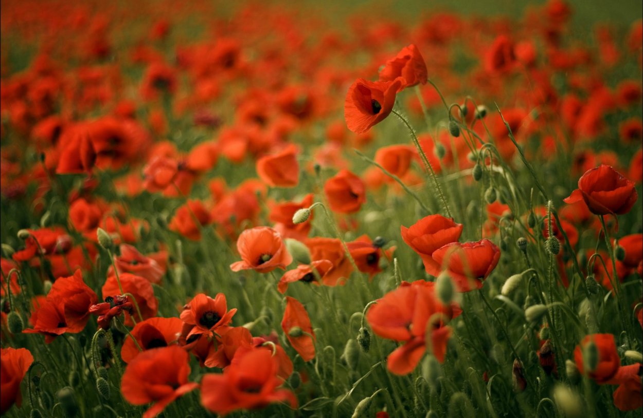 Поле в цветах