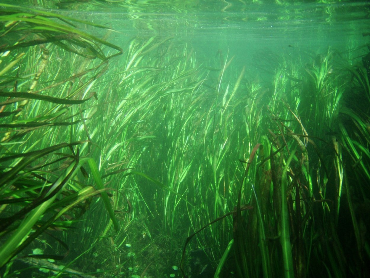 Водоросли в море