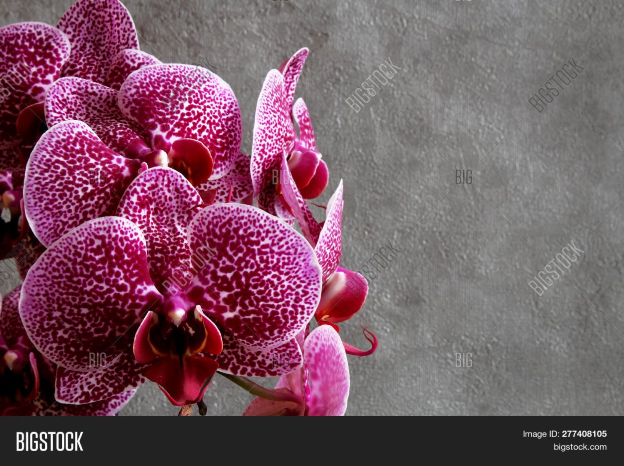 Цимбидиум Cali Night