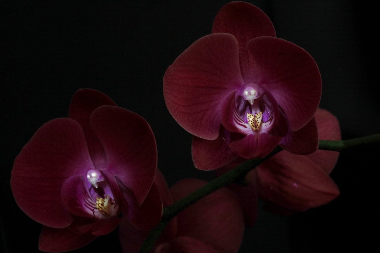 Фаленопсис Бургундия