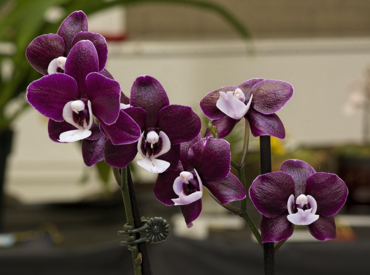 Темная Орхидея с белой окантовкой